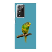 Силіконовий бампер з птичкою на Samsung Galaxy Note 20 Ultra – Попугайчик