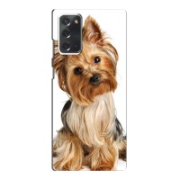 Чехол (ТПУ) Милые собачки для Samsung Galaxy Note 20 (Собака Терьер)