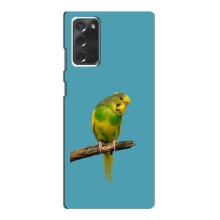 Силиконовый чехол с птичкой на Samsung Galaxy Note 20 – Попугайчик