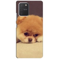 Чехол (ТПУ) Милые собачки для Samsung Galaxy S10 Lite – Померанский шпиц