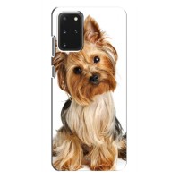 Чехол (ТПУ) Милые собачки для Samsung Galaxy S20 Plus (Собака Терьер)