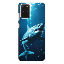 Чехол с картинкой «Хищники» для Samsung Galaxy S20 Plus – Акула