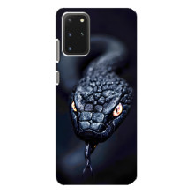 Чехол с картинкой «Хищники» для Samsung Galaxy S20 Plus – Змея