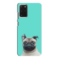 Бампер для Samsung Galaxy S20 с картинкой "Песики" – Собака Мопс