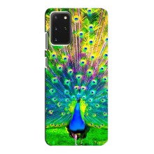 Чохол з пташками на Samsung Galaxy S20 (VPrint) (Яскравий Павлин)