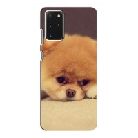 Чехол (ТПУ) Милые собачки для Samsung Galaxy S20 (Померанский шпиц)