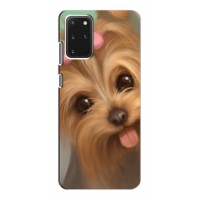 Чехол (ТПУ) Милые собачки для Samsung Galaxy S20 – Йоршенский терьер