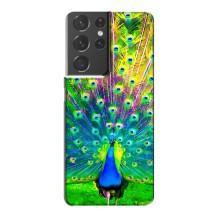 Чохол з пташками на Samsung Galaxy S21 Plus (VPrint) (Яскравий Павлин)