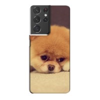 Чехол (ТПУ) Милые собачки для Samsung Galaxy S21 Plus (Померанский шпиц)