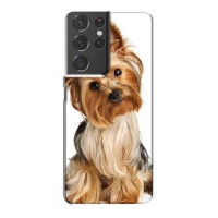 Чехол (ТПУ) Милые собачки для Samsung Galaxy S21 Plus (Собака Терьер)