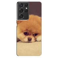 Чехол (ТПУ) Милые собачки для Samsung Galaxy S21 ultra – Померанский шпиц