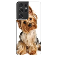 Чехол (ТПУ) Милые собачки для Samsung Galaxy S21 ultra – Собака Терьер