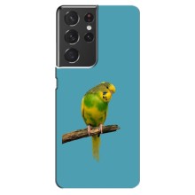 Силиконовый чехол с птичкой на Samsung Galaxy S21 ultra – Попугайчик
