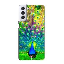 Чехол с птицами на Samsung Galaxy S21 (VPrint) (Яркий Павлин)