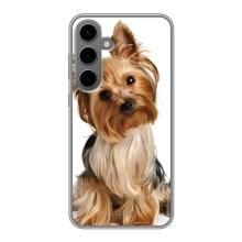 Чехол (ТПУ) Милые собачки для Samsung Galaxy S24 Plus – Собака Терьер
