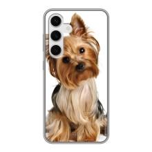 Чехол (ТПУ) Милые собачки для Samsung Galaxy S24 – Собака Терьер