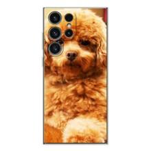 Чохли з собаками для Samsung Galaxy S25 Ultra (VPrint) (Цуценя Бішон)