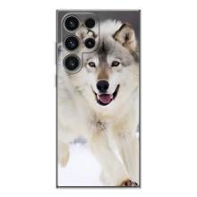 Чехол с Волком на Samsung Galaxy S25 Ultra – Волк на снегу