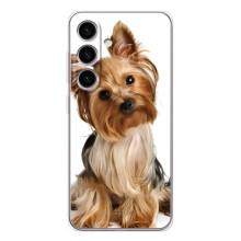 Чехол (ТПУ) Милые собачки для Samsung Galaxy S26 – Собака Терьер