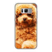 Чохли з собаками для Samsung Galaxy S8 Plus, G955 (VPrint) (Цуценя Бішон)