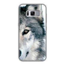 Чехлы с картинками животных Samsung Galaxy S8, G950 (Волк)