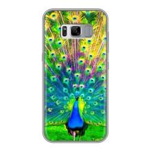 Чохол з пташками на Samsung Galaxy S8, G950 (VPrint) (Яскравий Павлин)