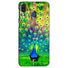 Чохол з пташками на Samsung Galaxy M20 (M205) (VPrint) (Яскравий Павлин)