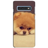 Чехол (ТПУ) Милые собачки для Samsung Galaxy S10e – Померанский шпиц