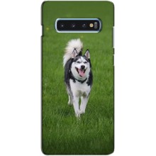 Чехол с Хаски для Samsung s10 Plus - (AlphaPrint) (Радостный Хаски)