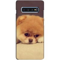 Чехол (ТПУ) Милые собачки для Samsung s10 Plus (Померанский шпиц)