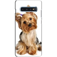 Чехол (ТПУ) Милые собачки для Samsung s10 Plus (Собака Терьер)
