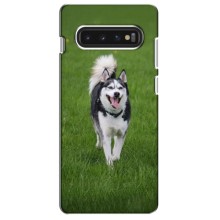 Чохол з Хаскі Samsung S10 - (AlphaPrint) (Радісний Хаскі)