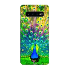 Чохол з пташками на Samsung Galaxy S10 (VPrint) (Яскравий Павлин)