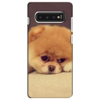 Чехол (ТПУ) Милые собачки для Samsung S10 (Померанский шпиц)
