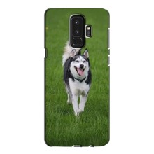 Чехол с Хаски для Samsung S9 Plus G965 - (AlphaPrint) (Радостный Хаски)