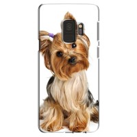 Чехол (ТПУ) Милые собачки для Samsung S9, G960 (Собака Терьер)
