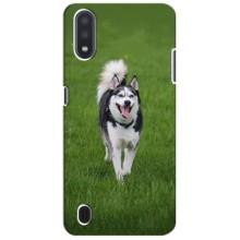Чехол с Хаски для Sansung Galaxy M01 Core (A013F) - (AlphaPrint) (Радостный Хаски)