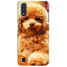 Чехлы с собаками для Sansung Galaxy M01 Core (A013F) (VPrint) (Щенок Бишон)