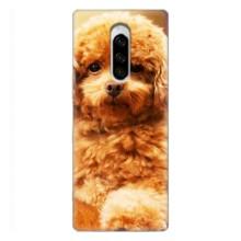 Чехлы с собаками для Sony Xperia 1 (VPrint) (Щенок Бишон)