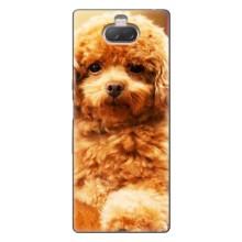 Чехлы с собаками для Sony Xperia 10 (VPrint) (Щенок Бишон)