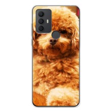 Чохли з собаками для TCL 306 (VPrint) (Цуценя Бішон)