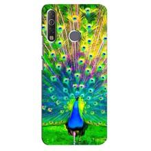 Чехол с птицами на TECNO Camon 12 Air CC6 (VPrint) (Яркий Павлин)