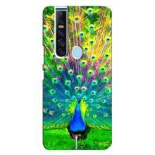 Чехол с птицами на TECNO Camon 15 Pro (VPrint) (Яркий Павлин)