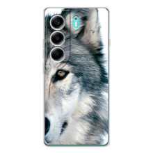 Чехлы с картинками животных TECNO Camon 40 (Волк)