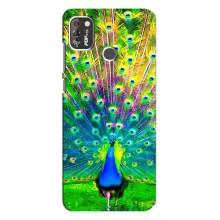 Чехол с птицами на TECNO POP 4 Pro (VPrint) (Яркий Павлин)