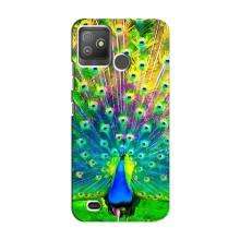 Чехол с птицами на Tecno Pop 5 GO (VPrint) (Яркий Павлин)