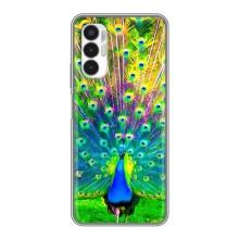 Чехол с птицами на Tecno POVA 3 (LF7n) (VPrint)