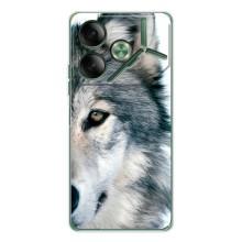 Чехлы с картинками животных Tecno Pova 7 – Волк