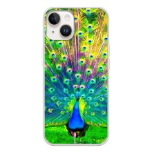 Чехол с птицами на Tecno Spark Go 1 (VPrint) (Яркий Павлин)
