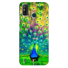 Чехол с птицами на TECNO Spark GO (2021) (VPrint) (Яркий Павлин)